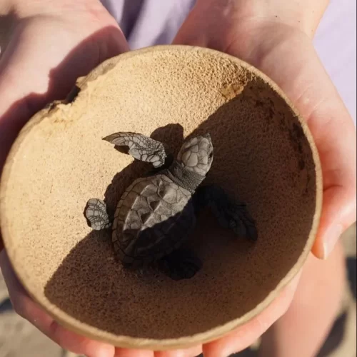 liberacion-tortugas-1