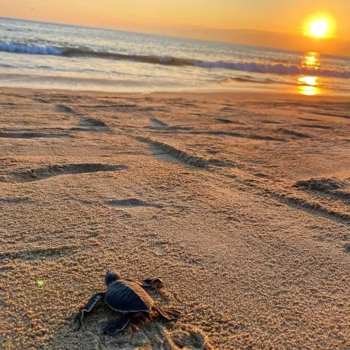 liberacion-tortugas-2