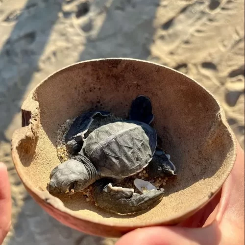 liberacion-tortugas-3