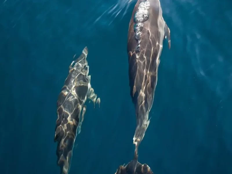 Ballenas2