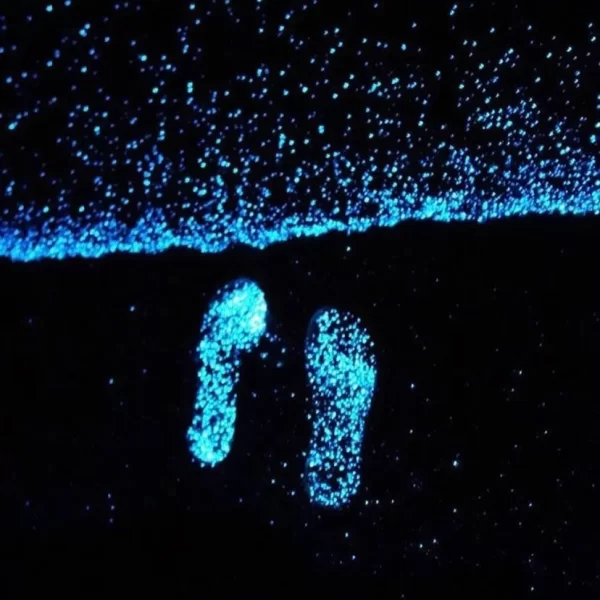 Bioluminicencia2