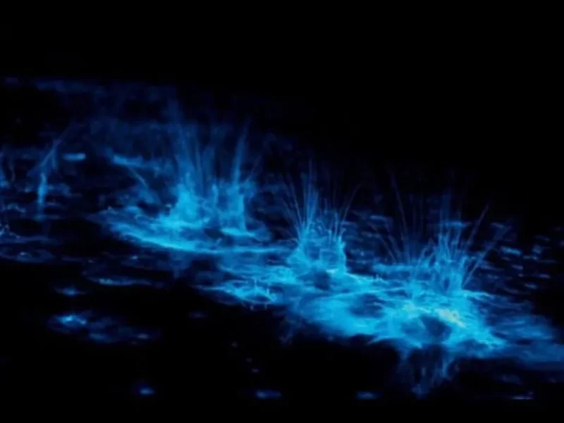 Bioluminicencia3