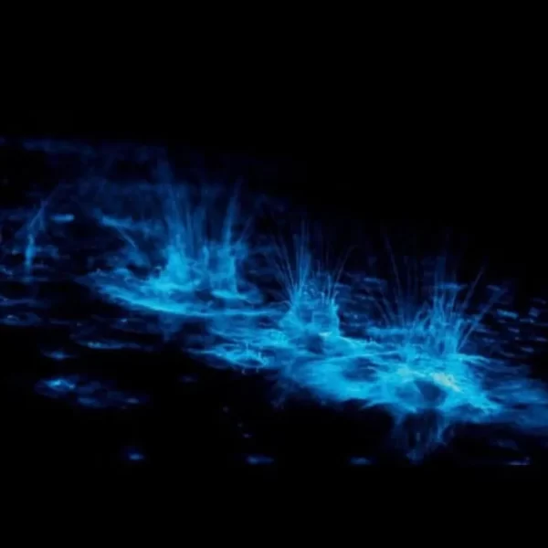 Bioluminicencia3