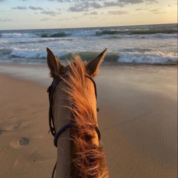 cabalgata1