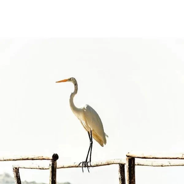 laguna3