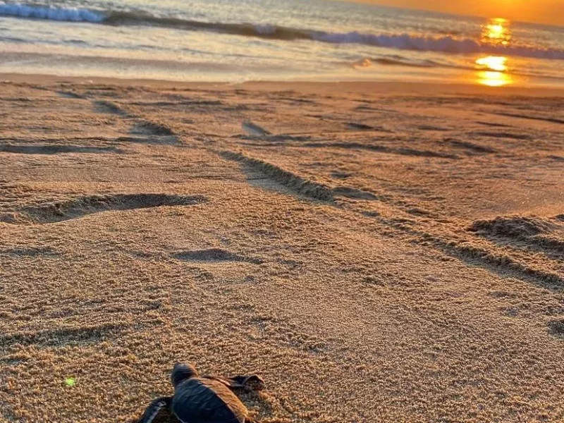 liberacion-tortugas-2